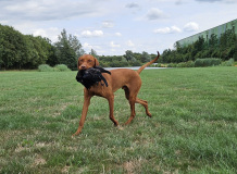 Laszlo