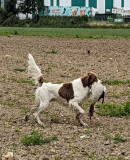 Tinus-gans