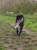 Freya-konijn