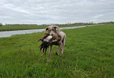 Ziva